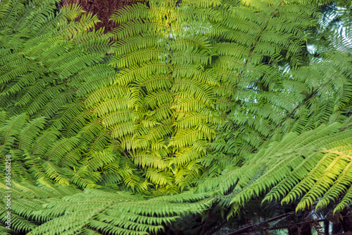 Tree fern fronds close-up