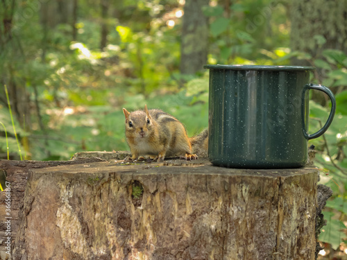 Chipmunk examining a coffee cup on a stump