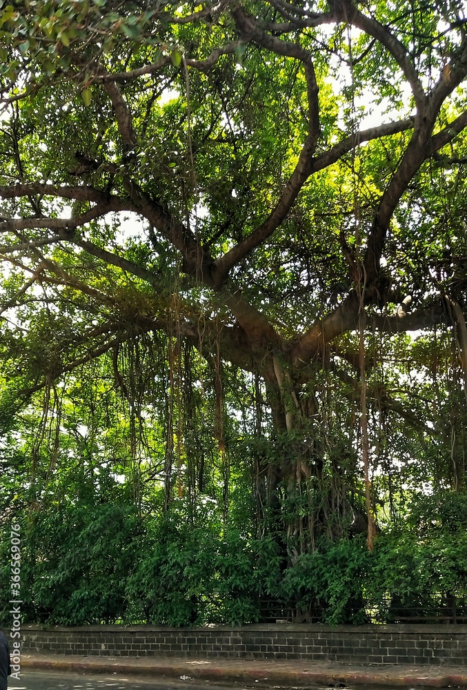 Fototapeta premium Beautiful picture of old tree at the side of road