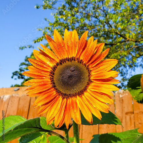 Sunflowers plant in the garden. Bright yellow Sun flowers on plant. safety food  nature  environment and ecology concept.