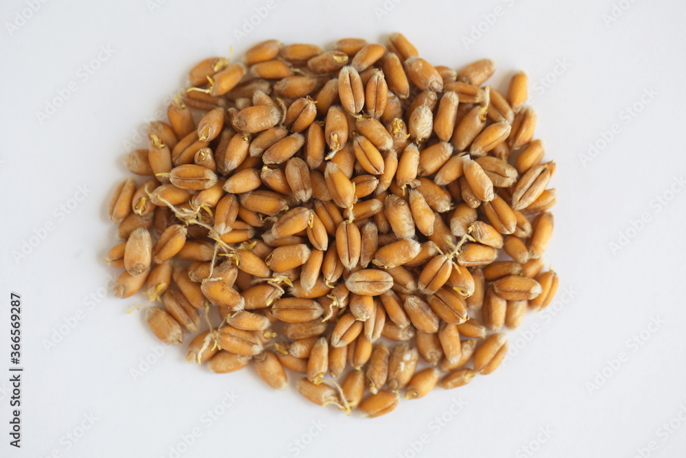Dried grain wheat sprouts close up Dried grain wheat sprouts close up