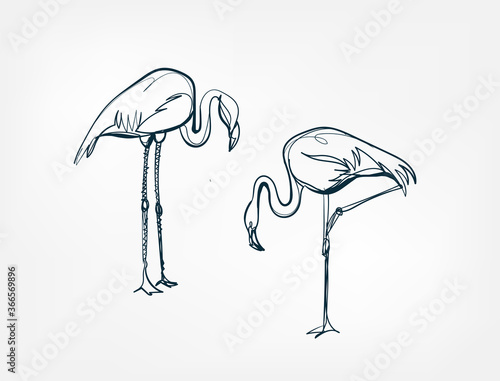 flamingo line one art isolated vector illustration