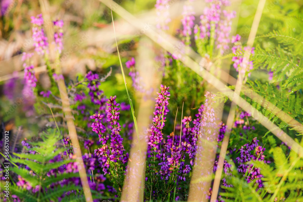 Obraz premium tall grass at the forest border