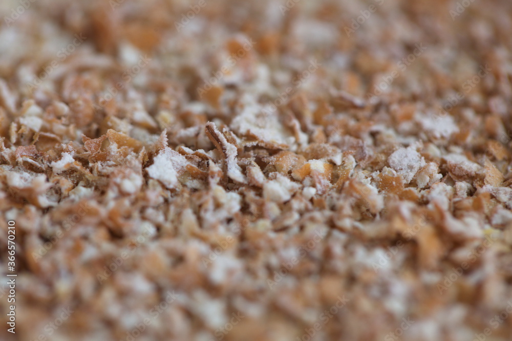 Dried grain wheat sprouts close up Dried grain wheat sprouts close up