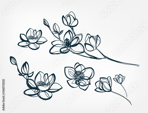 Fotografia, Obraz flower magnolia line one art isolated vector illustration