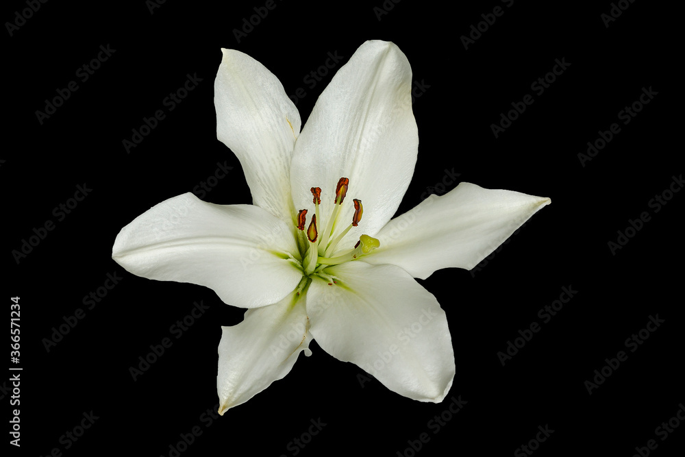 Weisse Lilien-Blüte mit Knospen auf Schwarzem Hintergrund
