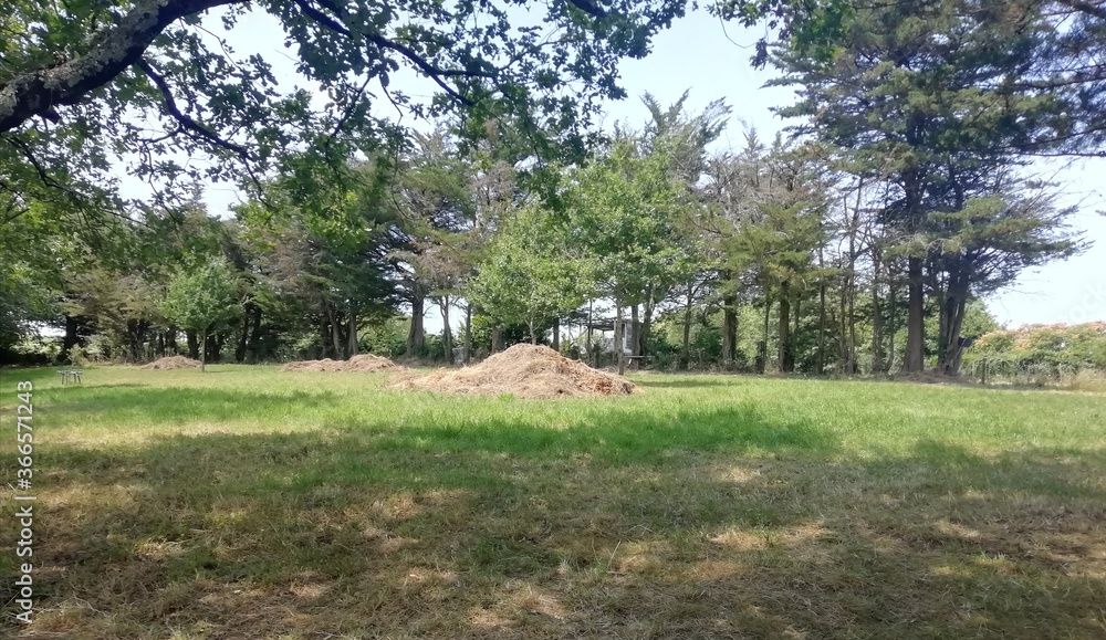 tas d'herbe dans un champs pour compost tas d'herbe dans un champs pour compost
