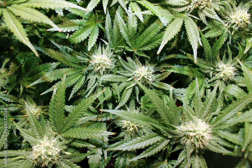 cannabis indica cannabis indica
