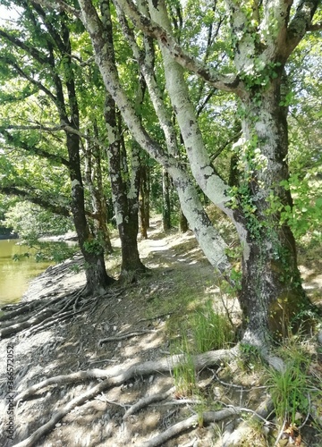 arbres et leurs racines au bord de l eau