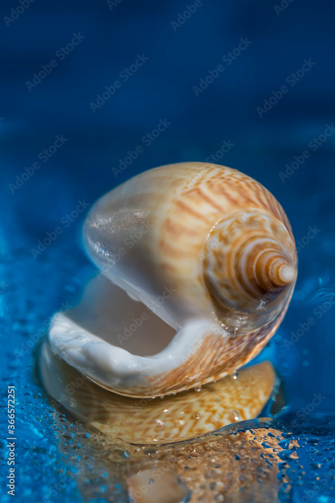 Seashell on a blue water background. Macro photo. Seashell close-up. Reflection of a seashell in water. Seashell texture. Water texture. Blue background. Water drops. Bokeh
