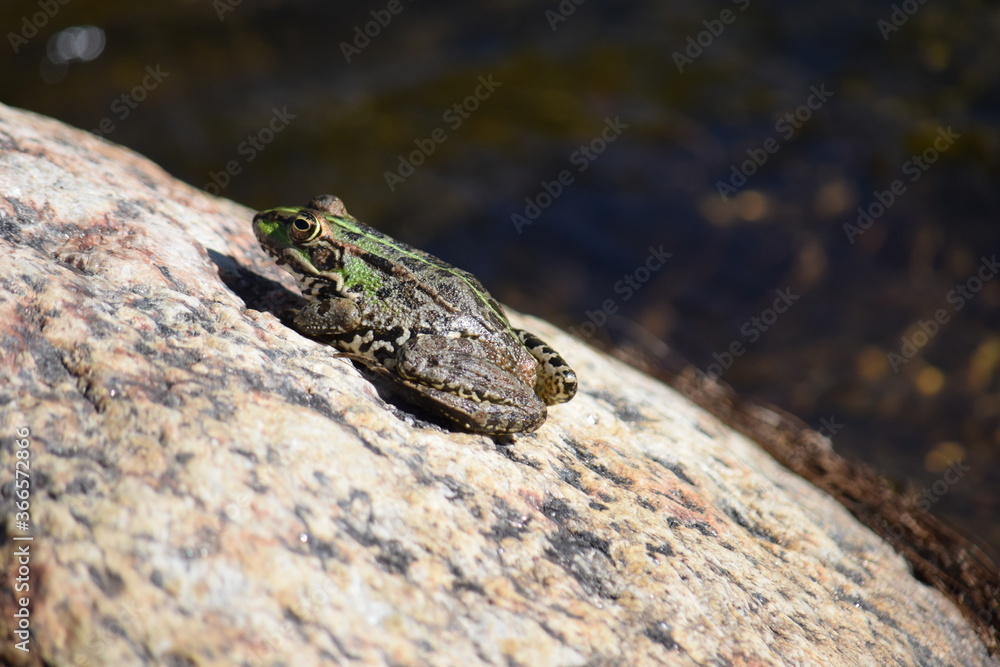 rana en una roca rana en una roca