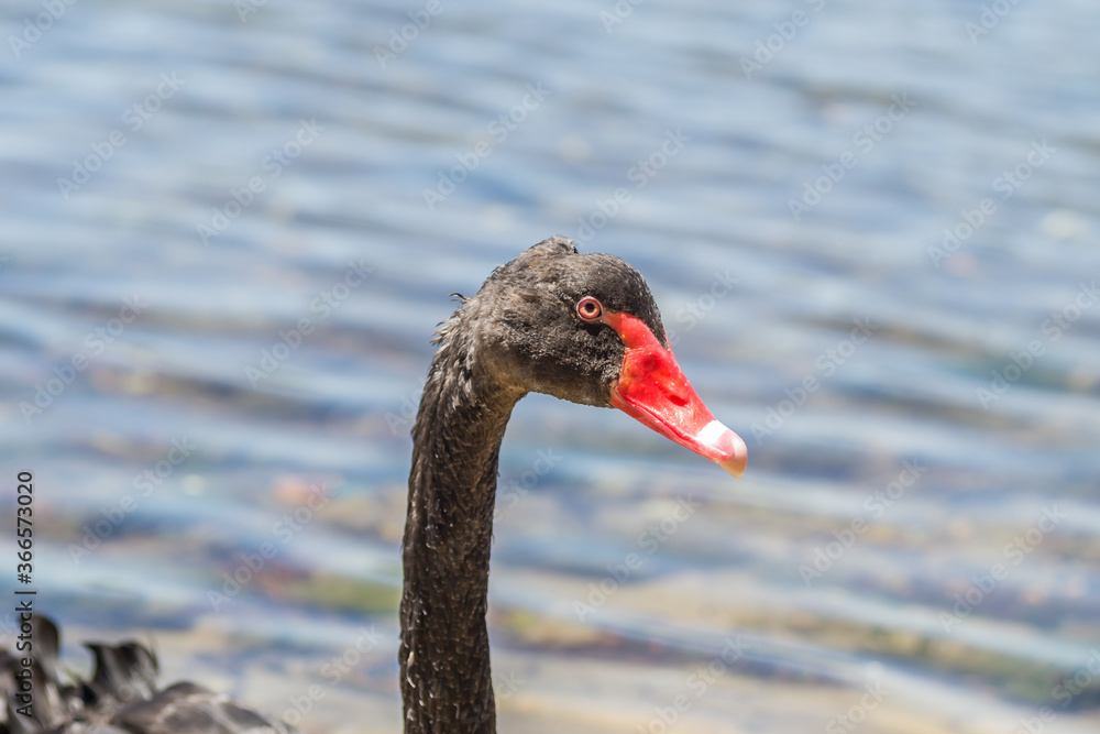 Fototapeta premium A pair of black swans at the entrance to Kukunaries beach, Greece 