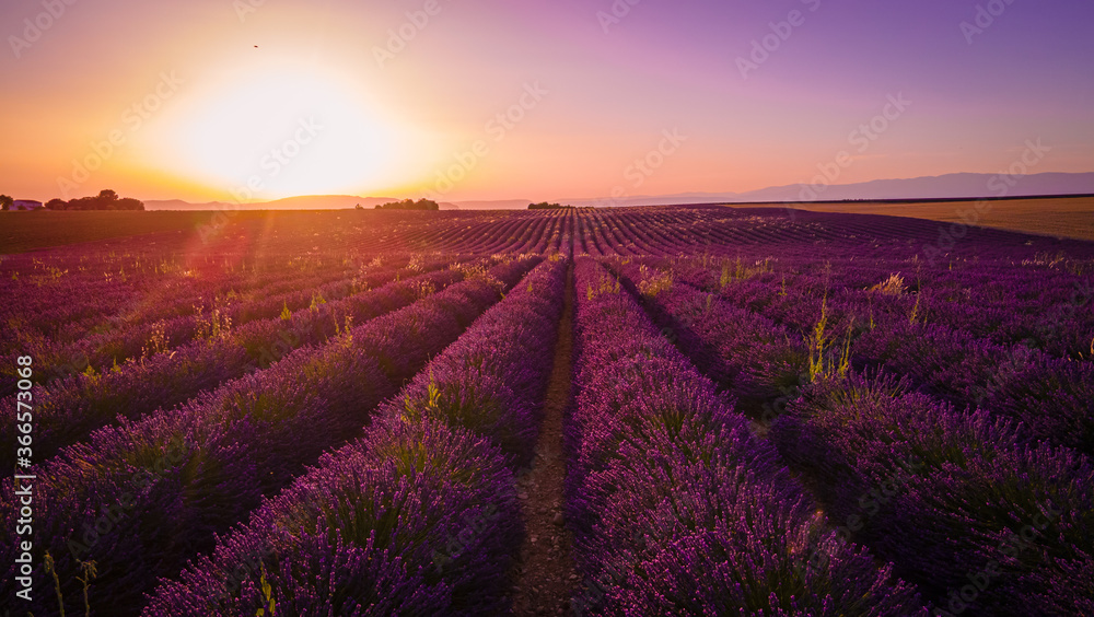 Amazing sunset over the lavender fields of Valensole Provence in France - travel photography Amazing sunset over the lavender fields of Valensole Provence in France - travel photography