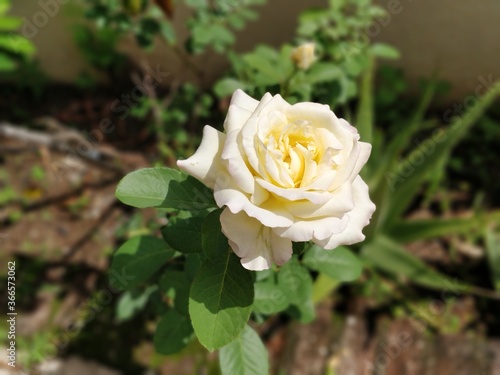 single yellow rose