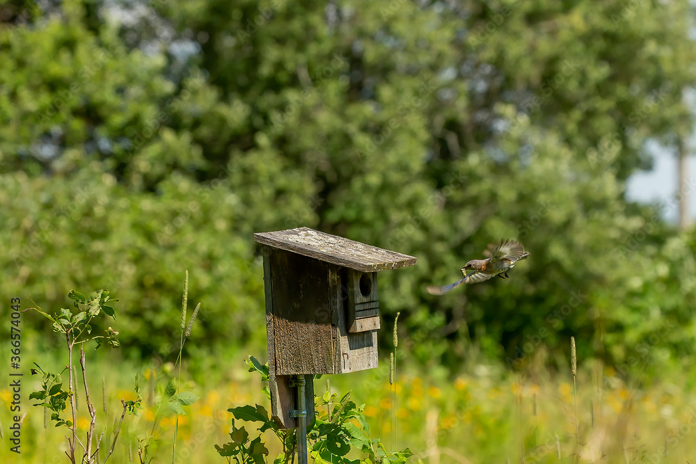 Eastern Bluebird nesting in an old birdhouse Eastern Bluebird nesting in an old birdhouse