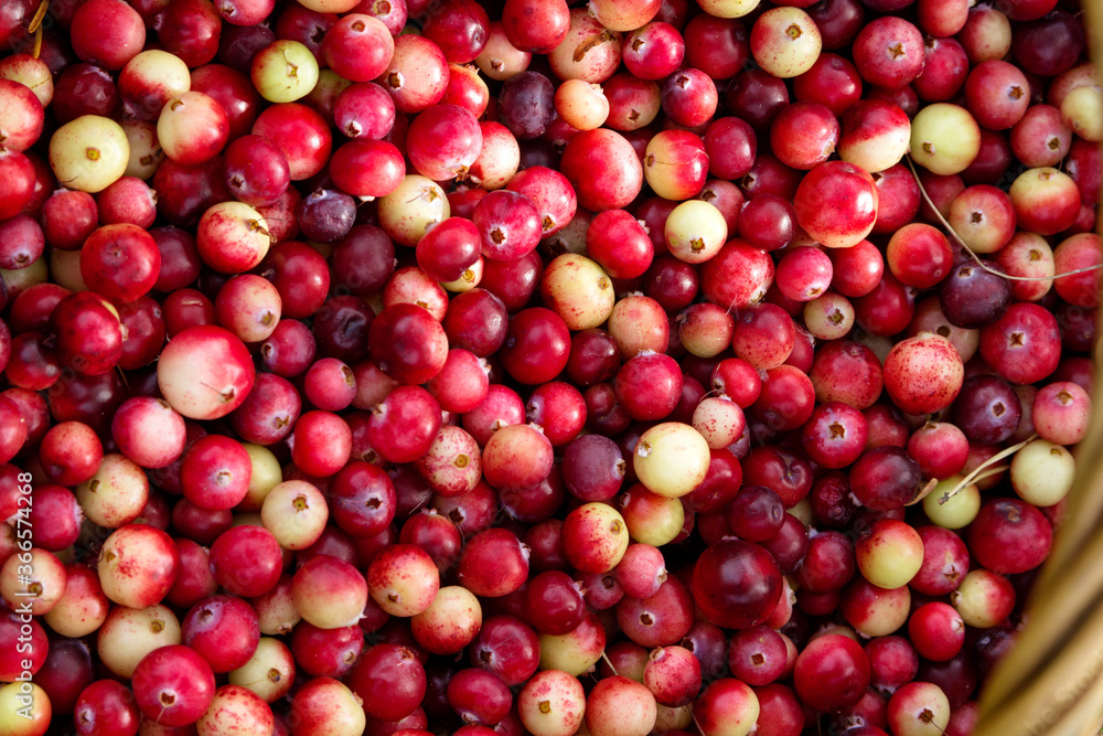 Fresh cranberries, autumn harvest in a basket. Fresh cranberries, autumn harvest in a basket.
