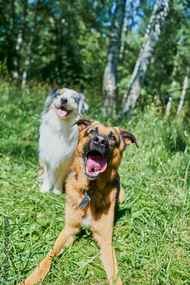 Australian Shepherd and German Shepherd on green grass. Australian Shepherd sitting, German Shepherd lying