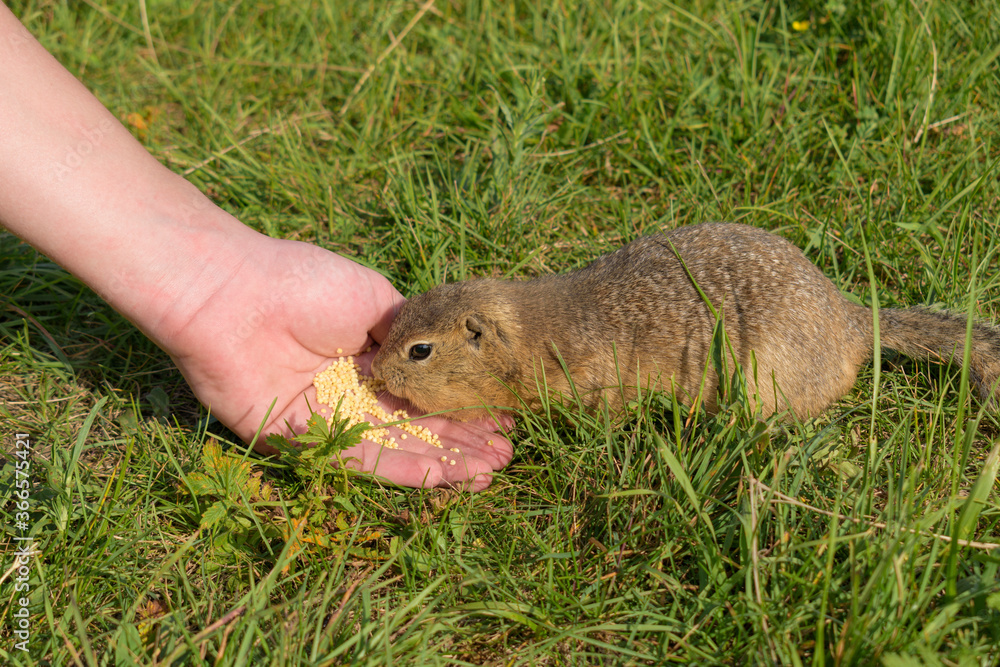 Ground squirrel feeds on millet from the human hand. Green grass in summer. Profile view. Ground squirrel feeds on millet from the human hand. Green grass in summer. Profile view.