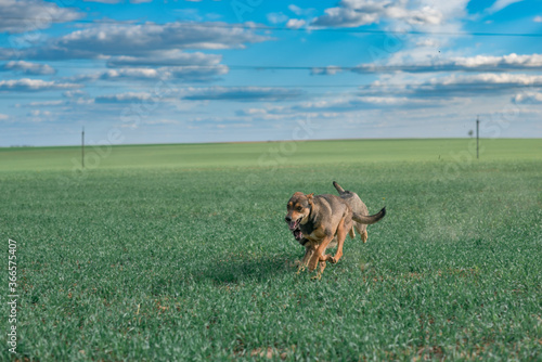 Fototapeta Naklejka Na Ścianę i Meble -  Stray dogs run across the green field.
