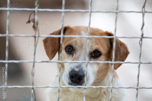 Dog behind bars in shelter photo