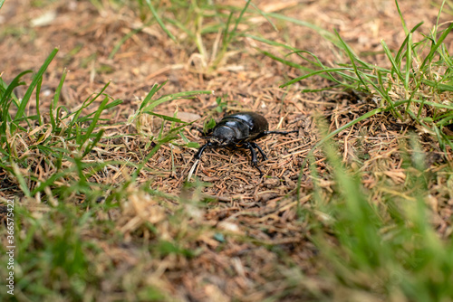 A bug on the grass stock photo © Jovan