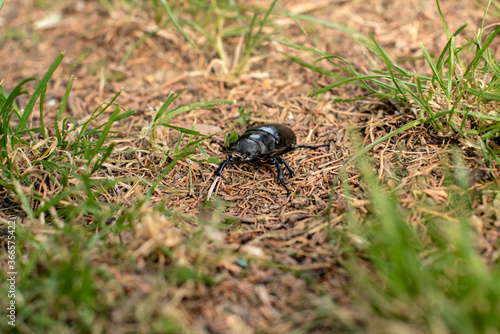 A bug on the grass stock photo