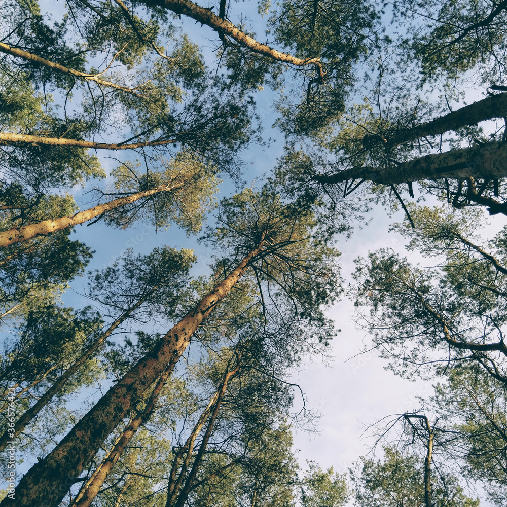 Obraz premium trees and sky