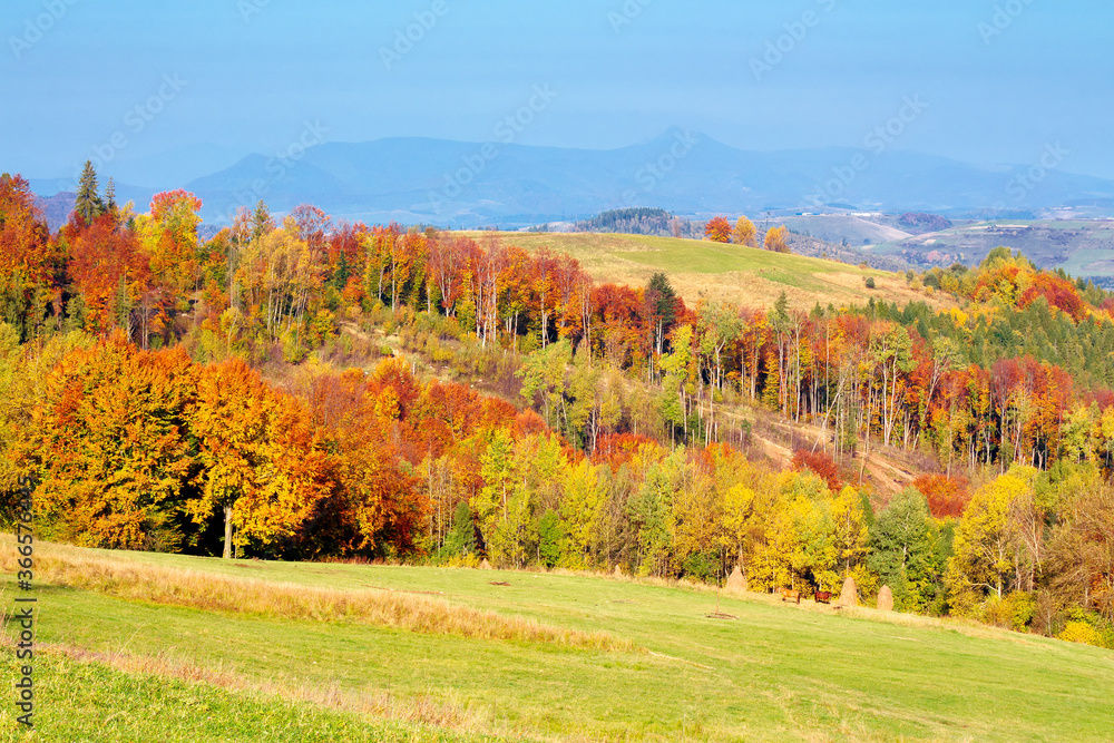 mountain landscape in autumn. forest in fall colors. wonderful nature scenery on a sunny day. meadows rolling in to the distant ridge
