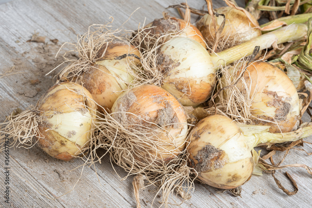 Freshly Unearthed Harvest Of Sweet White Onions Freshly Unearthed Harvest Of Sweet White Onions