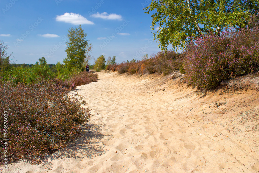Fototapeta premium Heathland in National Park Maasduinen in the Netherlands