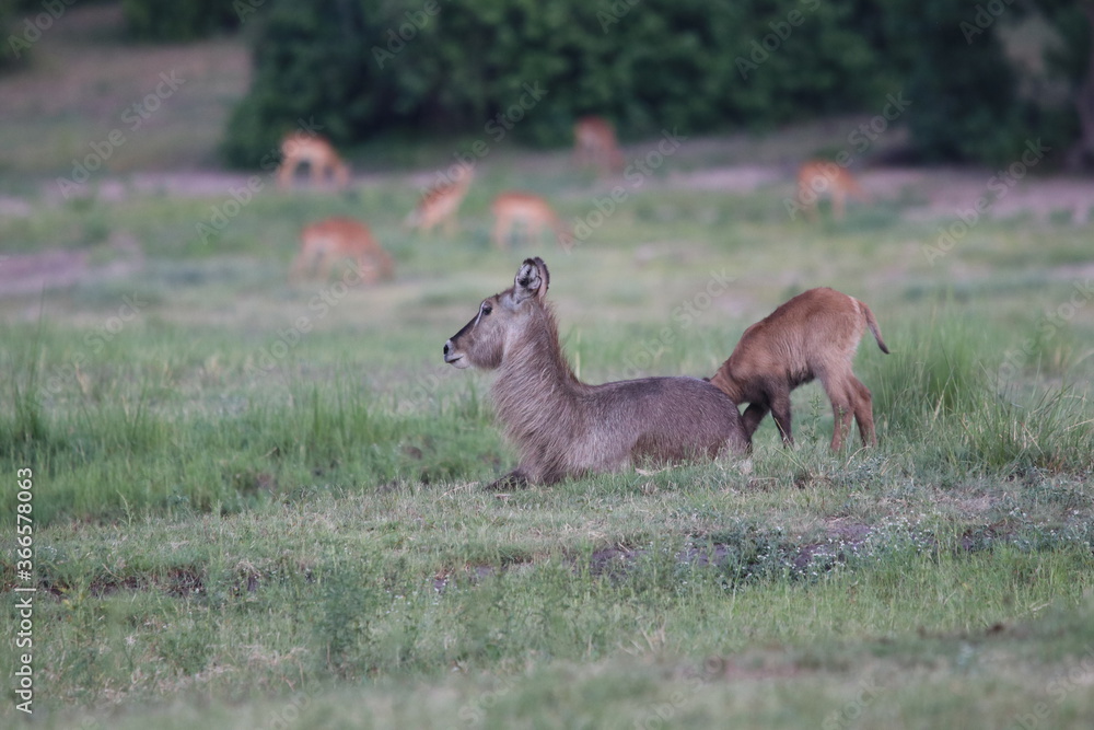 Wild African Waterbuck with baby by the Chobe River in Botswana Wild African Waterbuck with baby by the Chobe River in Botswana