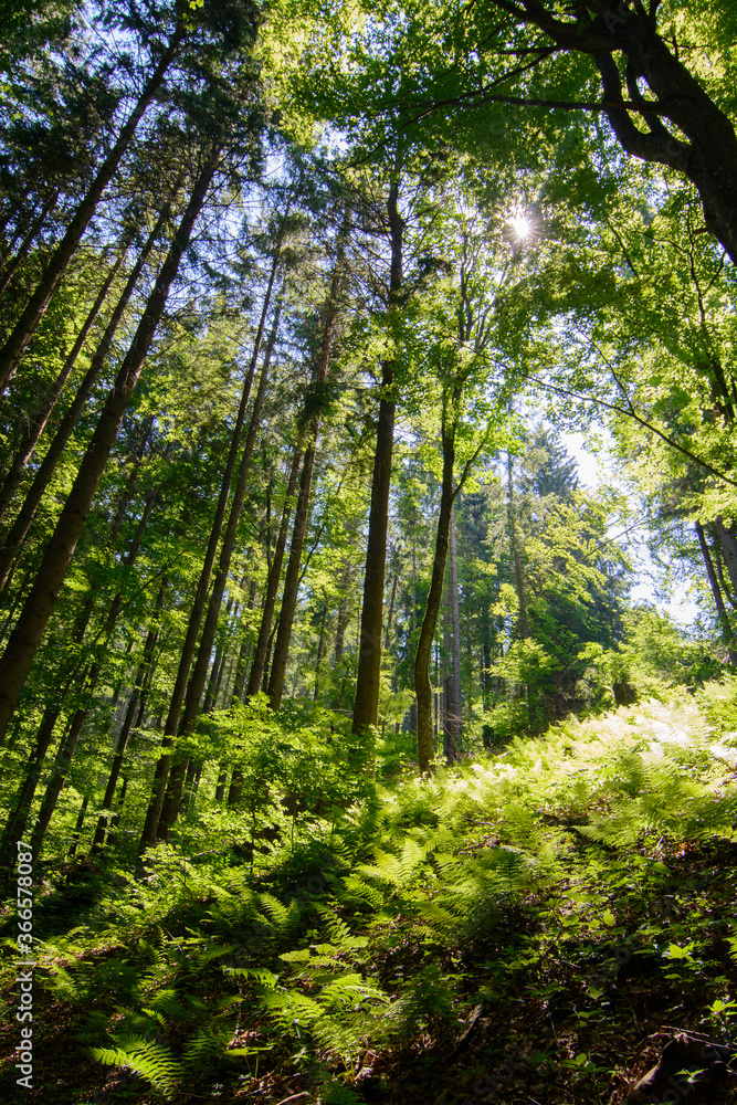 Fototapeta premium sunlight in the magestic forest. Wideangle forest shot 