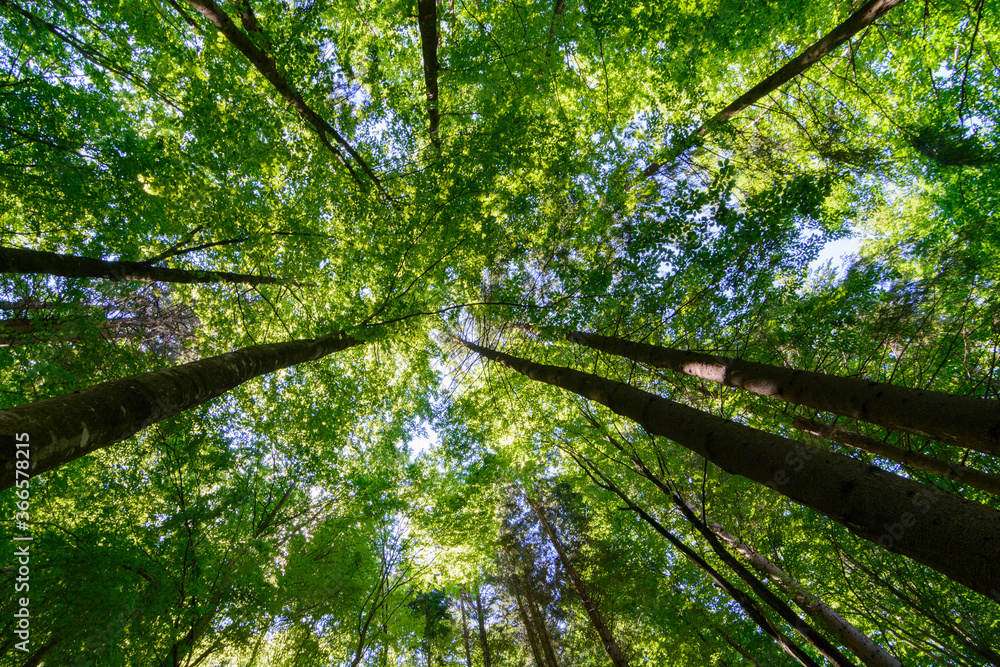 Fototapeta premium sunlight in the magestic forest. Wideangle forest shot 