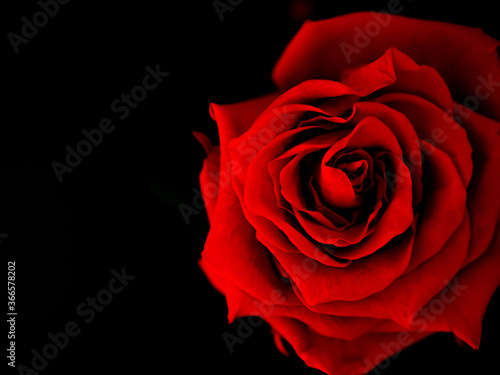 Red rose flower on a black background. The view from the top.