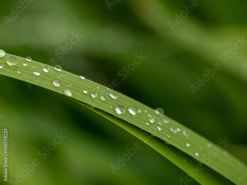 Dew on a blade of grass. Drops after the rain. Green natural background.