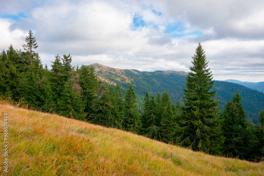 spruce forest on the hillside meadow. colorful grass in autumn. hills rolling in to the distance. cloudy day