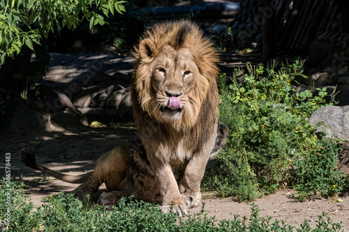 Asiatic Lion (Panthera leo persica)