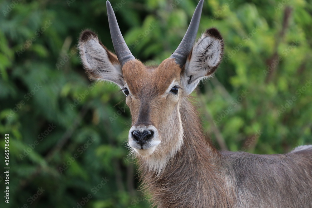 Wild African Waterbuck with baby by the Chobe River in Botswana Wild African Waterbuck with baby by the Chobe River in Botswana
