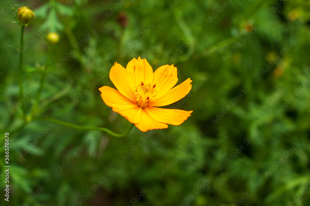 yellow flower on green background yellow flower on green background