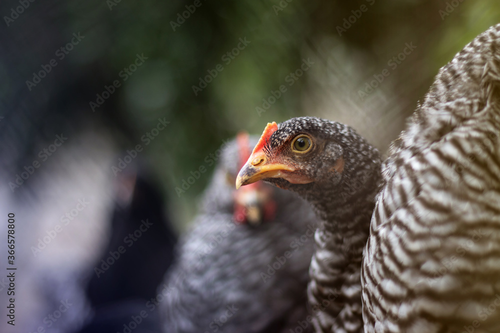 Beautiful chicken with curious expression. Close up view of healthy chicken from organic breeding on free range farm. Beautiful chicken with curious expression. Close up view of healthy chicken from organic breeding on free range farm.