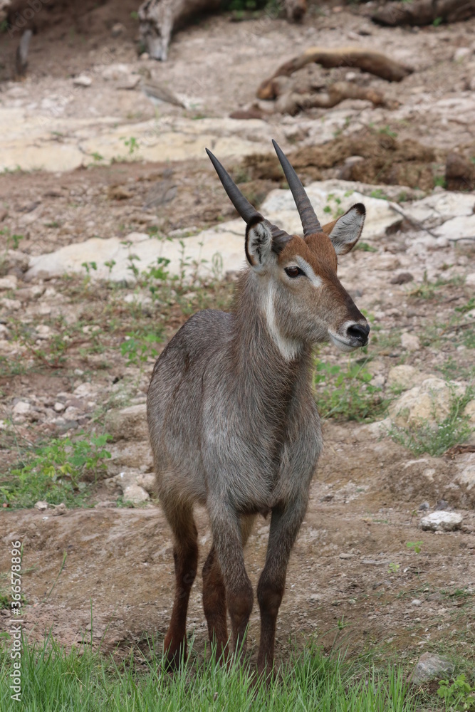Wild African Waterbuck with baby by the Chobe River in Botswana Wild African Waterbuck with baby by the Chobe River in Botswana