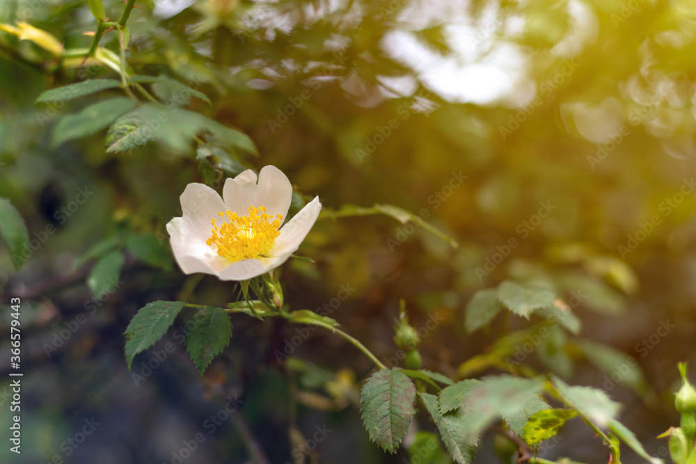 Where Do Dog Roses Grow