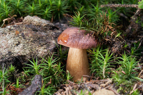 Edible mushroom Imleria badia in the spruce forest. Known as bay bolete. Wild mushroom in the moss.