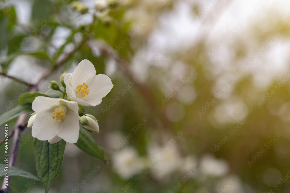 Jasmine spring flowers. Close up of jasmine flowers in a garden Jasmine spring flowers. Close up of jasmine flowers in a garden
