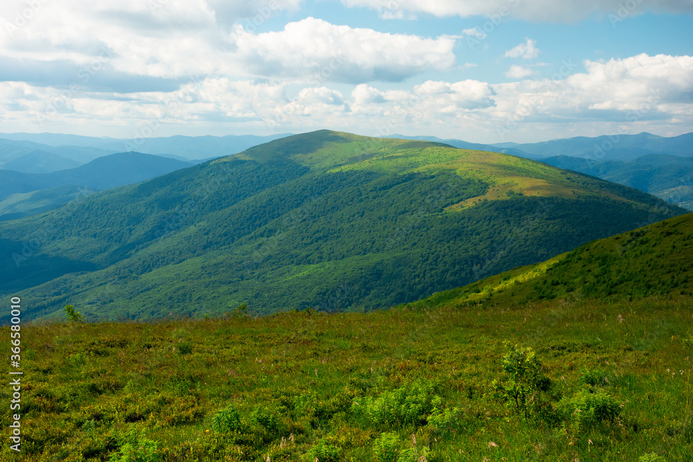 Fototapeta premium summer landscape of runa mountain. grassy hills of alpine meadow (polonyna). beautiful destination of ukrainian carpathians. clouds on the sky