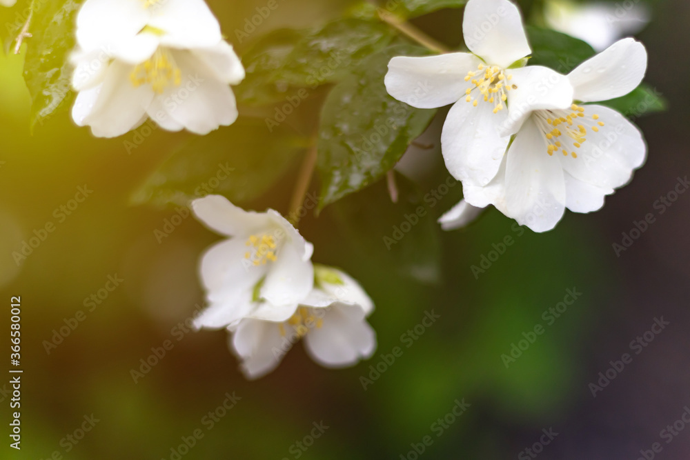 Jasmine spring flowers. Close up of jasmine flowers in a garden Jasmine spring flowers. Close up of jasmine flowers in a garden