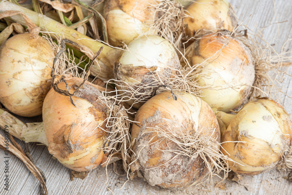 Freshly Unearthed Harvest Of Sweet White Onions Freshly Unearthed Harvest Of Sweet White Onions