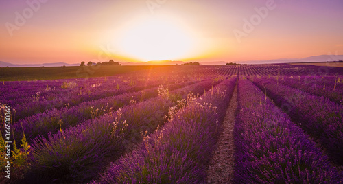 Amazing sunset over the lavender fields of Valensole Provence in France - travel photography