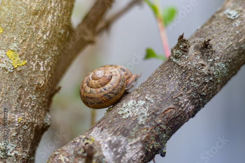 Snail shell  on the tree in the garden. Snail gliding on the wooden texture. Macro close-up blurred green background. Short depth of focus.