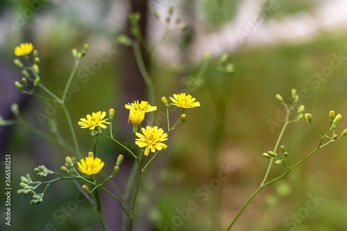 Yellow dandelion, taraxacum officinale, flower on spring meadow. Dandelion blossom in green grass on the field. Yellow summer flowers. Spring time concept with blooming dandelion © studiographicmh
